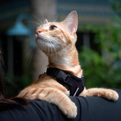 Voyager Step-in Lock Adjustable Cat Harness w. Cat Leash Combo Set with Neoprene Handle 5ft - Supports Small, Medium and Large Breed Cats by Best Pet Supplies - Black, XS