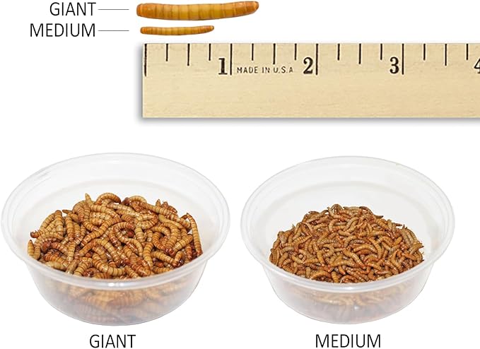 Exotic Nutrition Medium Live Mealworms (1/2") (4,000 Pack)