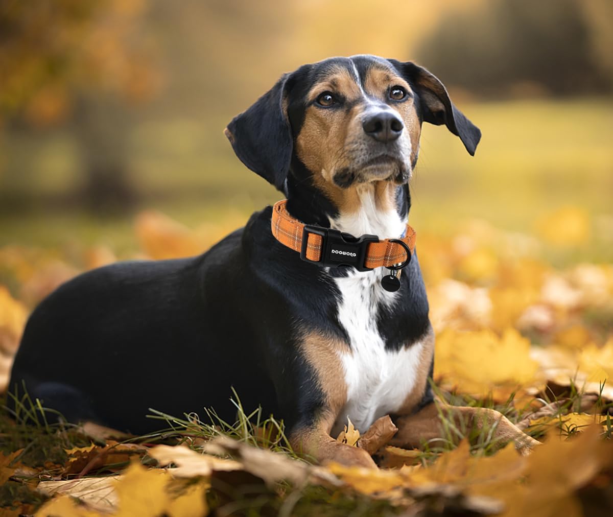DOGWONG Cotton Dog Collar, Heavy-Duty Fall Dog Collar Durable Soft Fabric Pet Dog Collars Cute Halloween Puppy Necklace for Small Medium Large Dogs