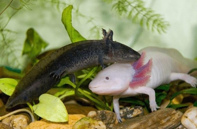 Aquatic Foods Inc. Axolotl Blackworm Pellets. 3mm-1/8 Sinking California Blackworm Medium Pellets for Medium/Large Axolotl, Frogs, Shrimp, Salamanders, Newts, Snails…1-lb Pouch Bag