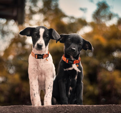 DOGWONG Fall Orange Plaid Dog Collar- Cute Designer Fall Checkered Dog Collars Adjustable Halloween Dog Collar for Small Medium Large Dogs XS