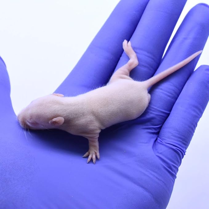 MiceDirect EST. 2003 Frozen Rat Combo Pack Rat Pinkies & Rat Fuzzies Feeder Snake Reptile Food, 40 Ounce