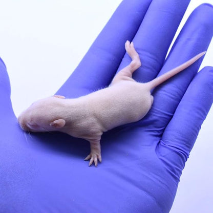 MiceDirect EST. 2003 Frozen Rat Combo Pack Rat Pinkies & Rat Fuzzies Feeder Snake Reptile Food, 40 Ounce