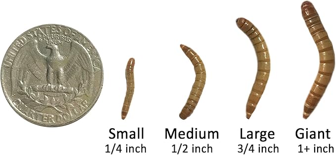 Exotic Nutrition Medium Live Mealworms (1/2") (4,000 Pack)