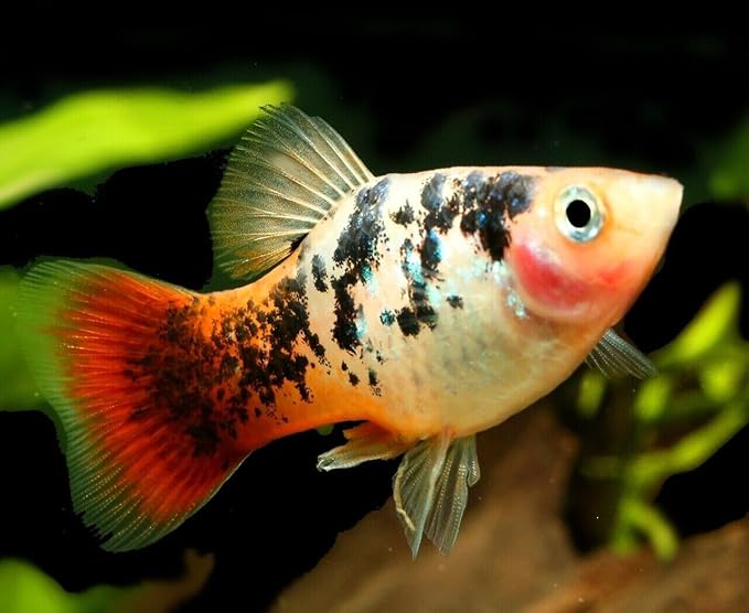 Aquatic Foods Inc. 0.5mm Tropical & Community Fish High Protein Micro Floating Pellets for Baby Cichlids, Bettas, Tetras, Guppies, Baby Koi & Pond Fish…3.5oz Squeeze Bottle