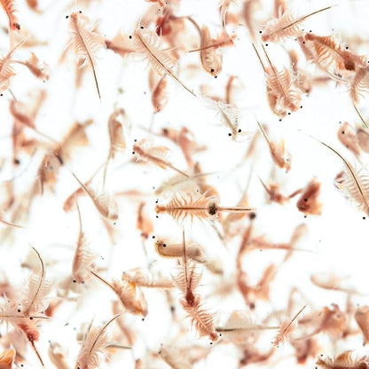 Aquatic Foods Inc. Brine Shrimp Artemia Eggs, Premium Grade 90% Hatch Rate from The Great Salt Lake, Utah, USA 3.53oz - 100 Grams