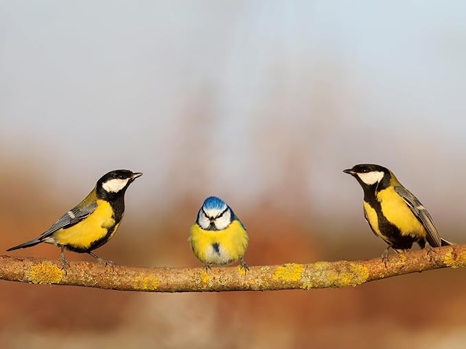 Birdseed Cylinders with Hole - Bird Seed for Outside Wild Birds (Small Cylinder, Tweet Treats 1pc)