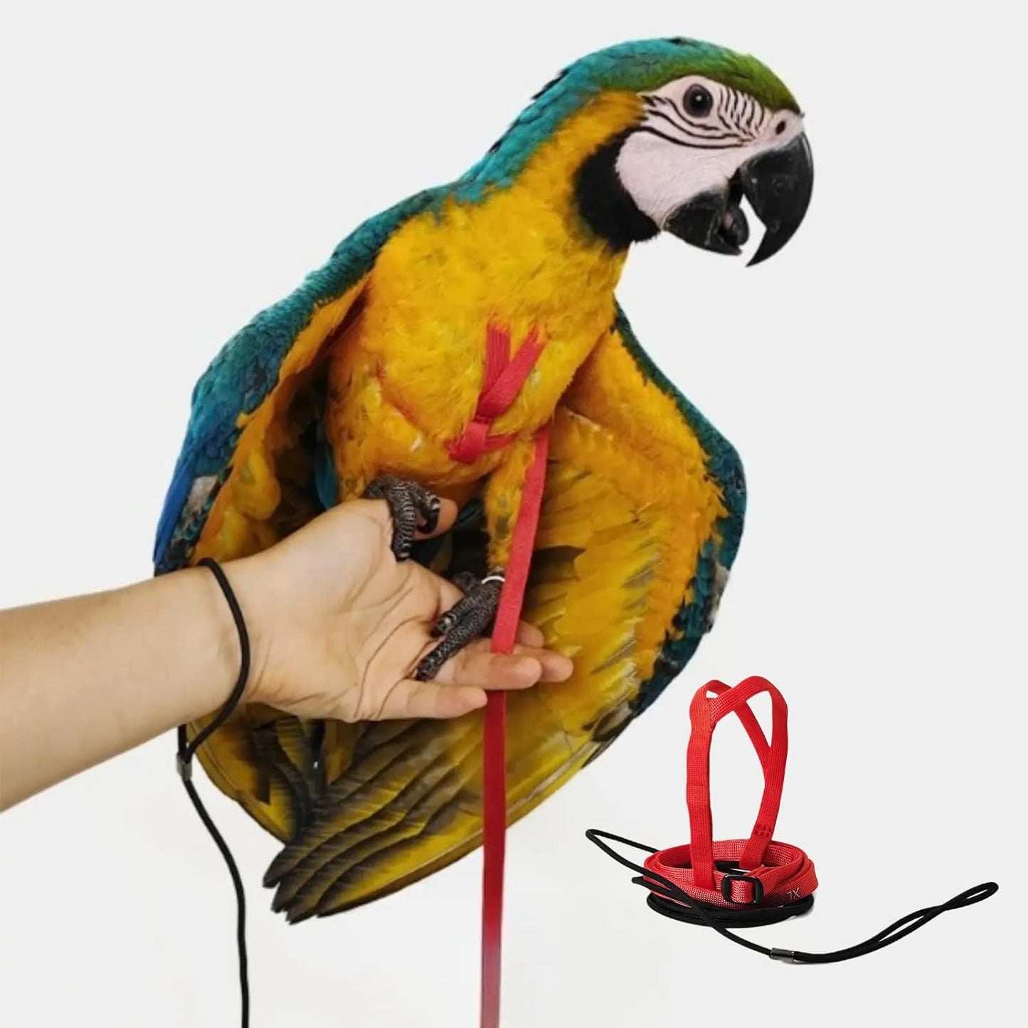 Adjustable Bird Harness with 78.7 Inch Leash, Outdoor Flying Training Rope Kit for Bird Parrots, Parrot Flying Rope Straps Outdoor Training Traction Rope for Small Medium Large Size Birds (XL)