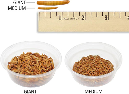 Mealworm Breeder Kit (Expanded) - Breed Live Feeder Worms for Hedgehogs, Sugar Gliders, Reptiles, Wild Birds, Chickens, Lizards, Bearded Dragon, Skunks, Opossum, Fish, Turtles, Tortoises, Geckos