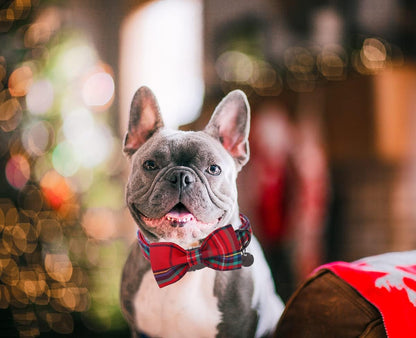 DOGWONG Christmas Dog Collar with Bow tie, Red Plaid Dog Collar Soft Durable Adjustable Cotton Red Tartan Gingham Puppy Collar for Small Medium Large Dog