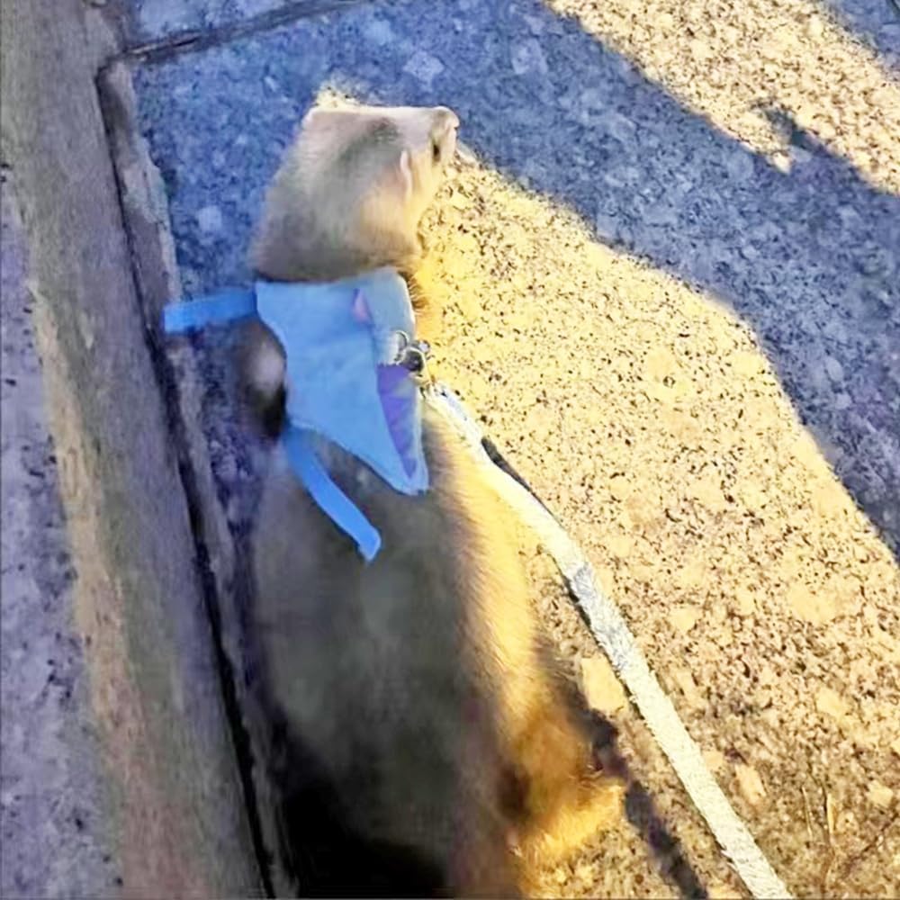 Ferret Harness and Leash Set Small Animals Vest Harness with Safe Bell Dinosaur Shaped Walking Clothes for Baby Rabbit Guinea Pig Teacup Chihuahua Mouse and Other Small pet (Blue)