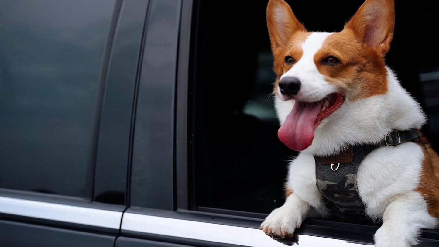 Dog Harness, No Pull Dogs Harness and Multi-Function Leash Set for Medium Dogs Easy Walk Everyday Adjustable Soft Dog Vest Harness Fashionable Dog Accessories Camouflage Green-M(16lb-35lb)