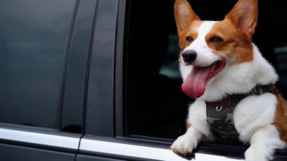 Dog Harness, No Pull Dogs Harness and Multi-Function Leash Set for Medium Dogs Easy Walk Everyday Adjustable Soft Dog Vest Harness Fashionable Dog Accessories Camouflage Green-M(16lb-35lb)