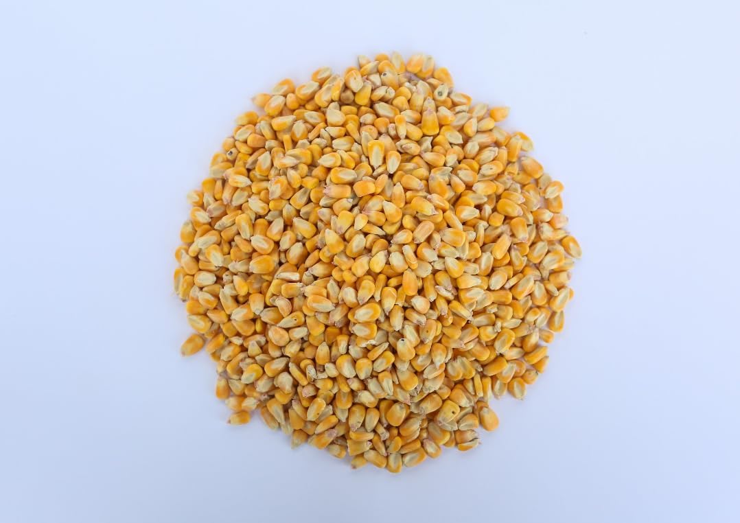 Single A Corn©️: Premium Dried and Shelled Whole Kernel Corn 21 lbs - Perfect Feed for Birds, Deer, and Other Wildlife- This Season's Corn!