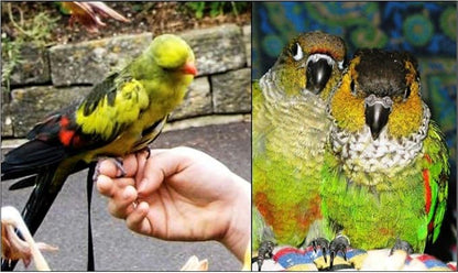 The AVIATOR Pet Bird Harness and Leash: Petite Red XX-Small