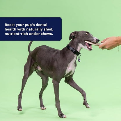 Good Trouble Premium Deer Antlers for Medium Dogs – 1 Whole Antler Pets - North American Sourced for Dental Health & Anxiety Relief - Odor-Free & Non-Toxic Chew Bone for Dogs