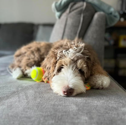 rocket & rex Dog Chew Toy Set for Small to Medium Breeds, Includes a Rope, Rubber Squeaker and Plush Toy with Ball, Reduces Destructive Chewing & Anxiety (Pack of 3)