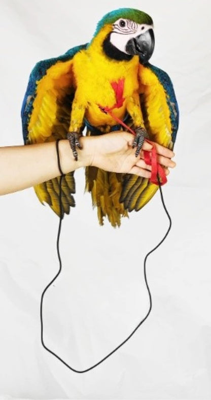 Adjustable Bird Harness with 78.7 Inch Leash, Outdoor Flying Training Rope Kit for Bird Parrots, Parrot Flying Rope Straps Outdoor Training Traction Rope for Small Medium Large Size Birds (XL)