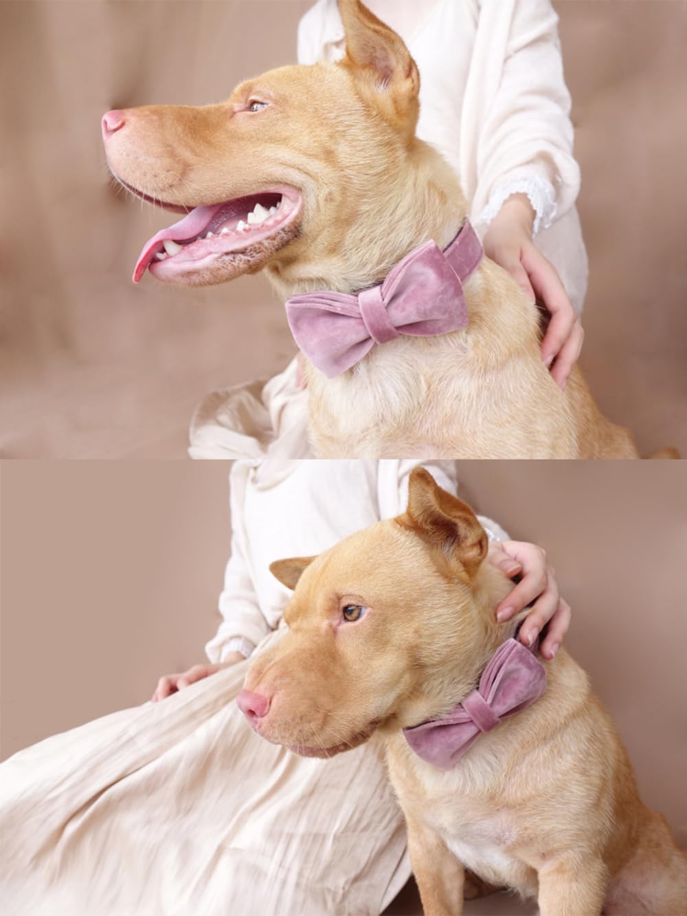 PETDURO Personalized Dog Collar Pink Purple Soft Velvet for Large Medium Small Boy Girl Dogs - Custom Collar with Name Phone Engraved on Rose Gold Metal Buckle - Add Leash Bow Set via Customize Now