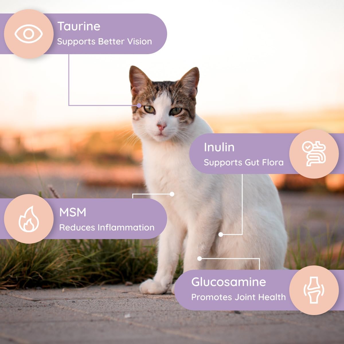 Petralyte Cat Hydration Electrolyte and Cat Joint Supplement | Hydration Support for Cats w/Glucosamine, Chondroitin, L-Glutamine, Taurine, Lysine & Prebiotics | for Salmon Lovers | 32 Packets