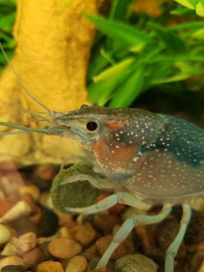 Aquatic Foods Inc. Medium Size Calcium Feeder Stars & Shells for Shrimp, Snails, Crabs, Crayfish, Hermit Crabs and All Tropical Fish…100 Count Jar