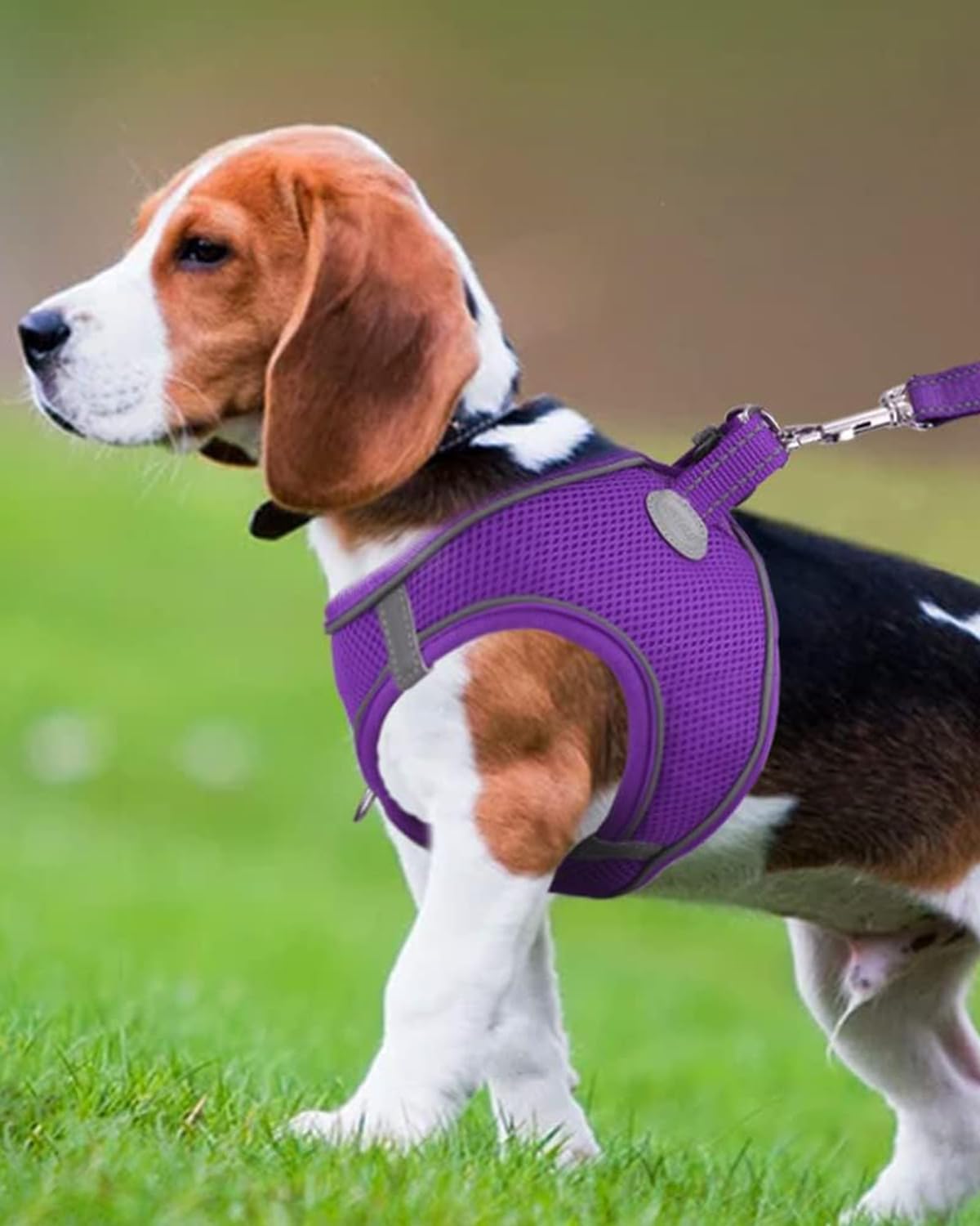 Joytale Small Dog Harness, Breathable Mesh Step-in Vest, Reflective Soft Padded Harnesses for Medium Dogs, Purple, XL