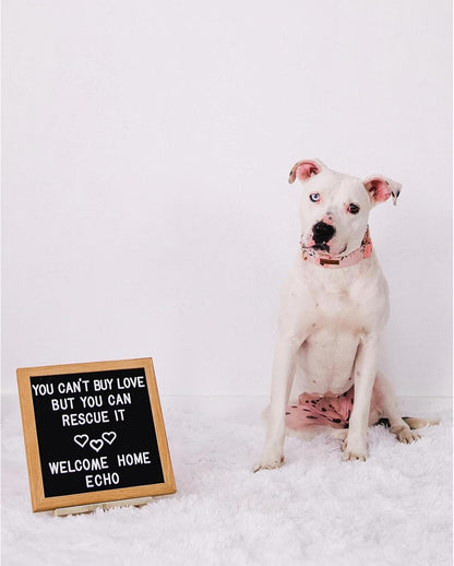 Elegant little tail Dog Collar, Pink Floral Girl Pet Collar Durable Cute Dog Collars Summer Female Pet Gift Adjustable Dog Collar for Large Dogs