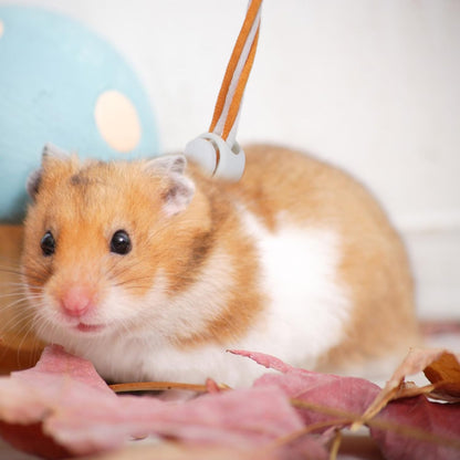 Hypeety 1PC Pet Rat Mouse Lead Leash Harness Adjustable Hamster Rat Mouse Adjustable Rope Safety Portable Design with an Extra Bell Random Color (Rope 55.12")
