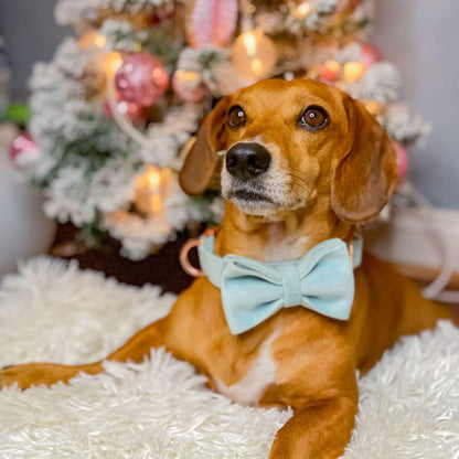 PETDURO Custom Dog Collar Personalized with Name Engraved Quick Release Rose Gold Metal Buckle for Large Medium Small Girl Dogs - Dog Leash and Bow Tie Available - Soft Comfy Velvet (Mint Blue, S)