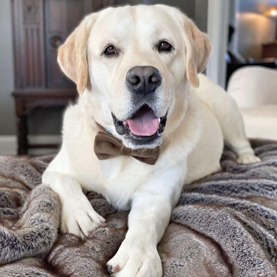 PETDURO Custom Dog Collar Personalized with Name Engraved Quick Release Gold Metal Buckle for Large Medium Small Girl Dogs - Dog Leash and Bow Tie Available - Soft Comfy Velvet (Brown G, L)