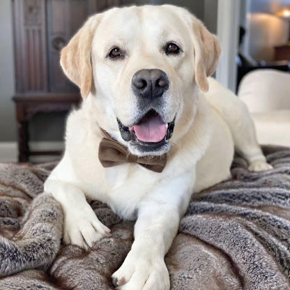 PETDURO Custom Dog Collar Personalized with Name Engraved Quick Release Gold Metal Buckle for Large Medium Small Girl Dogs - Dog Leash and Bow Tie Available - Soft Comfy Velvet (Brown G, L)