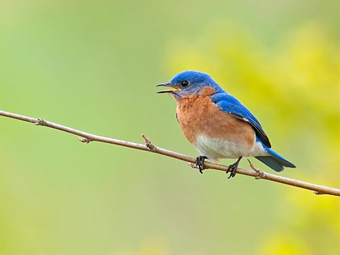 Birdseed Cylinders with Hole - Bird Seed for Outside Wild Birds (Small Cylinder, Mighty Bird Mix 1pc)