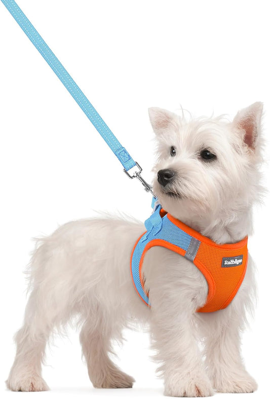 rabbitgoo Dog Harness Small Sized and Leash Set, Step in Soft Light Puppy Vest, Breathable Mesh Pet Harness, Reflective for Safe Easy Walking, Blue & Orange S