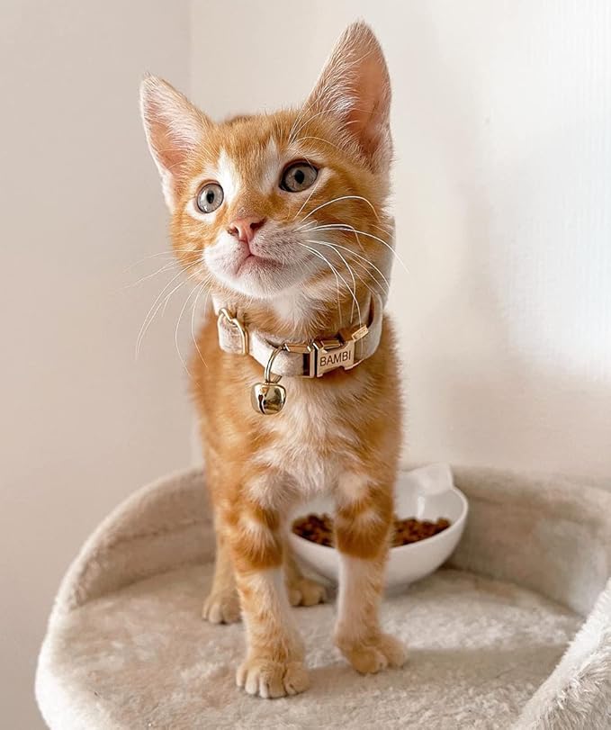 Personalized Cat Collar with Engraved Name and Phone Number - Customizable Kitten Collars for Boys and Girls (Velvet)