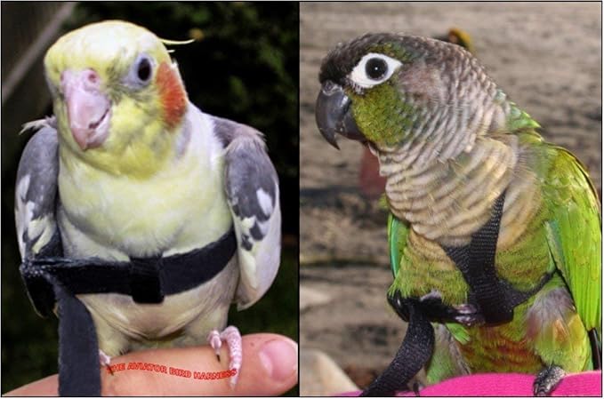 The AVIATOR Pet Bird Harness and Leash: Petite Blue XX-Small