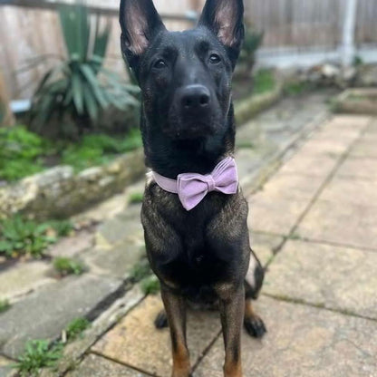 PETDURO Personalized Dog Collar Lavender Soft Velvet for Large Medium Small Boy Girl Dogs - Custom Collar with Name Phone Number Engraved on Gold Metal Buckle - Add Leash Bow Set via Customize Now