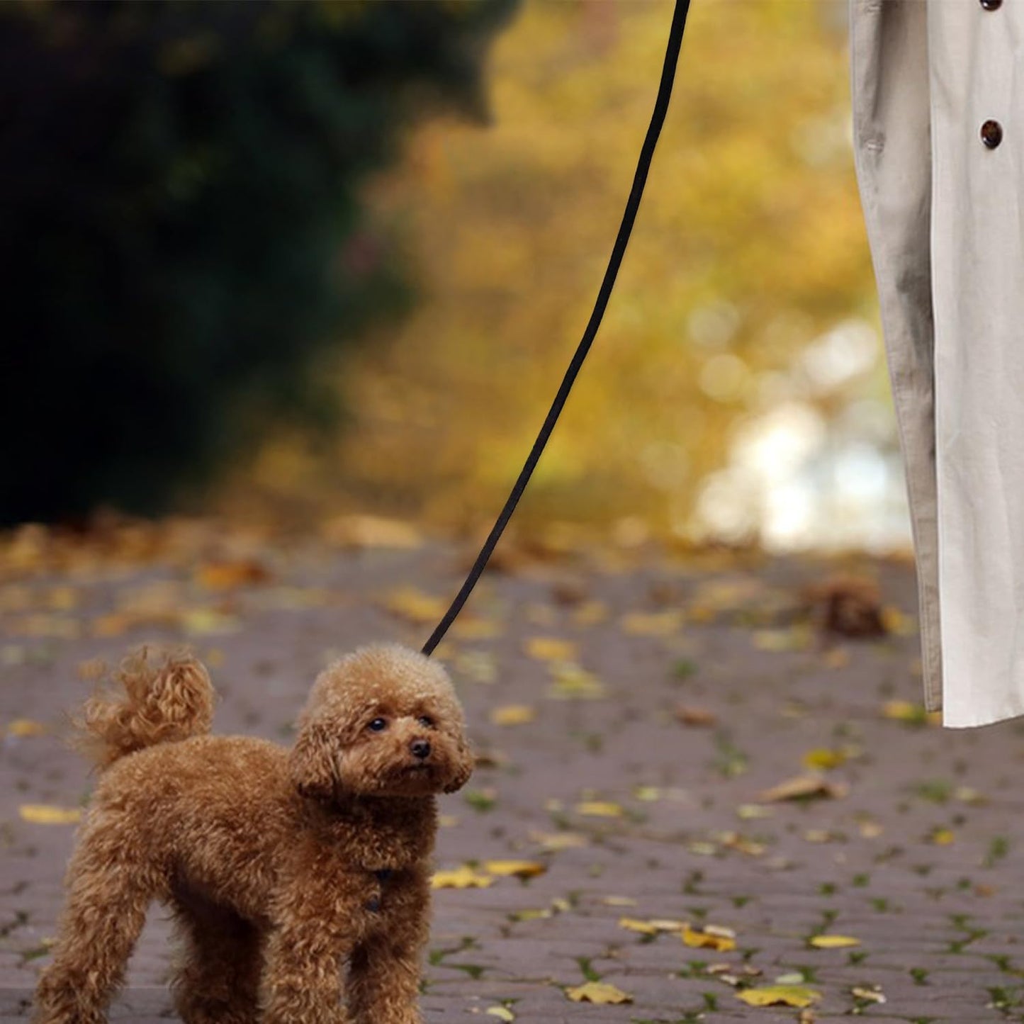 Guiding Star Leather Dog Leash 6 ft x 1/4 inch,Thin and Lightweight Leather Leashes for Small Dogs,Leather Cat Leashes for Small Cats,Soft Genuine Leather Dog Training Leashes for Petite Dogs Black