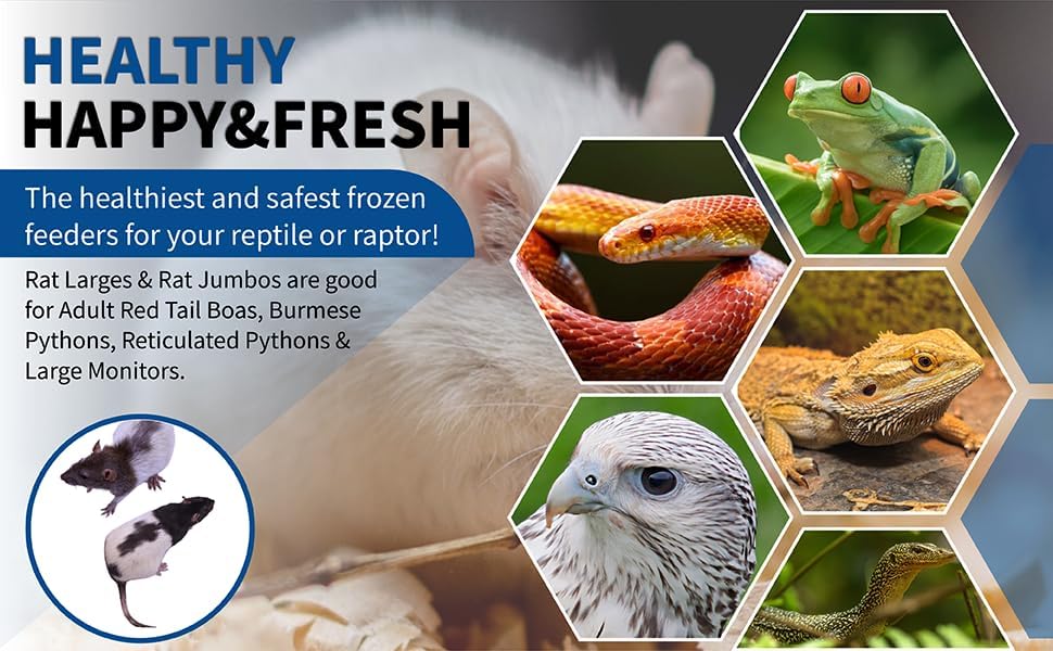 MiceDirect Premium Frozen Rat Combo 14 Pack of 7 Larges and 7 Rat Jumbo Feeders Snake Food (9-11 in)(Pack of 14)(3150 Grams Min)