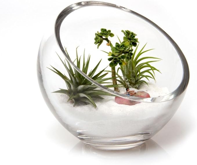 Chive - Round, Handmade Clear Glass Bowl for Succulents, Cacti, Air Plants, Moss, Tillandsia, Bromeliads, Terrarium (Large)