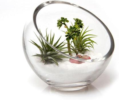 Chive - Round, Handmade Clear Glass Bowl for Succulents, Cacti, Air Plants, Moss, Tillandsia, Bromeliads, Terrarium (Large)
