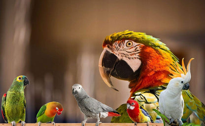 Bird Street Bistro Parrot Food for Parakeets & Cockatiels - Southern Feast - 20 oz - Cooks in 3-15 min, Natural & Organic Grains, Fruits & Vegetables - USA Made