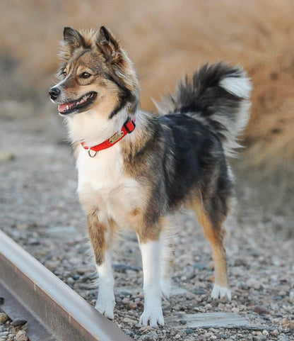 LuckyPet Rivet-On Pet ID Tag - Personalized, Silent and Customized - Suitable for Cats and Dogs - Heavy-Duty Pet Identification - Engraved Tags - Small, Mirror Finish Stainless Steel