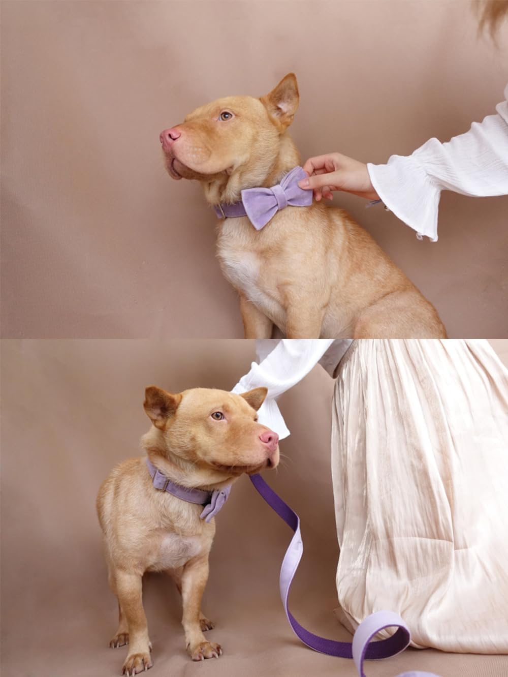 PETDURO Personalized Dog Collar Lavender Soft Velvet for Large Medium Small Boy Girl Dogs - Custom Collar with Name Phone Engraved on Rose Gold Metal Buckle - Add Leash Bow Set via Customize Now