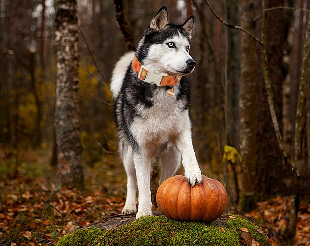 DOGWONG Fall Orange Plaid Dog Collar- Cute Designer Fall Autumn Thanksgiving Checkered Dog Collars Adjustable Halloween Dog Collar for Small Medium Large Dogs XS