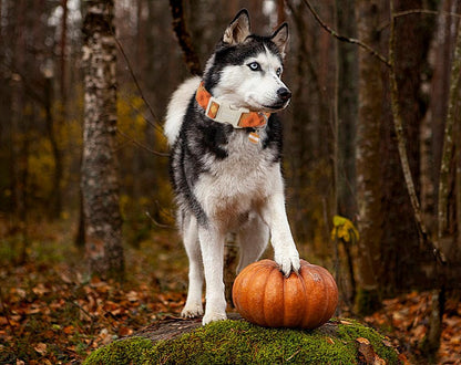 DOGWONG Fall Orange Plaid Dog Collar- Cute Designer Fall Autumn Thanksgiving Checkered Dog Collars Adjustable Halloween Dog Collar for Small Medium Large Dogs XS