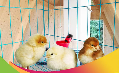 2pcs Automatic Drinker System Chick Water Cups 1L Hanging Automatic Fill Chick Cup Drinker Waterer Used for Cages