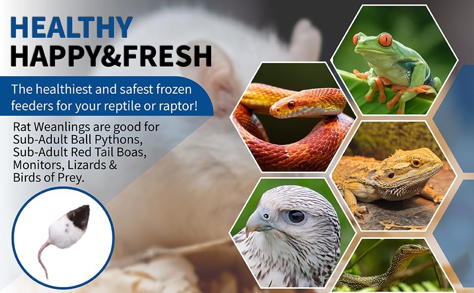 MiceDirect 25 Weanling Rats: Pack of Frozen Weanling Feeder Rats - Food for Corn Snakes, Ball Pythons, Lizards and Other Pet Reptiles - Freshest Snake Feed Supplies