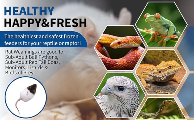 MiceDirect- 10 Rat Weanlings- Fresh Fast Frozen Food Feeders for SubAdult Ball Python Red Tail Boa Monitor Lizard Birds of Prey Pet Reptiles