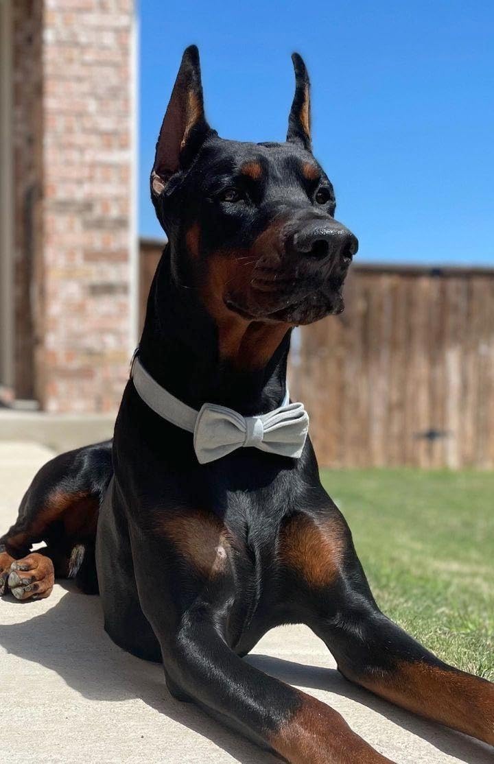 PETDURO Personalized Dog Collar Haze Blue Soft Velvet for Large Medium Small Boy Girl Dogs - Custom Collar with Name Phone Number Engraved on Gold Metal Buckle - Add Leash Bow Set via Customize Now