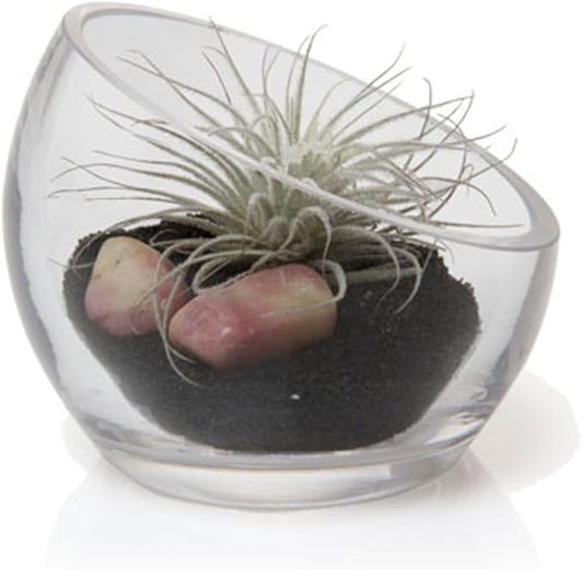 Chive - Round, Handmade Clear Glass Bowl for Succulents, Cacti, Air Plants, Moss, Tillandsia, Bromeliads, Terrarium (Small)